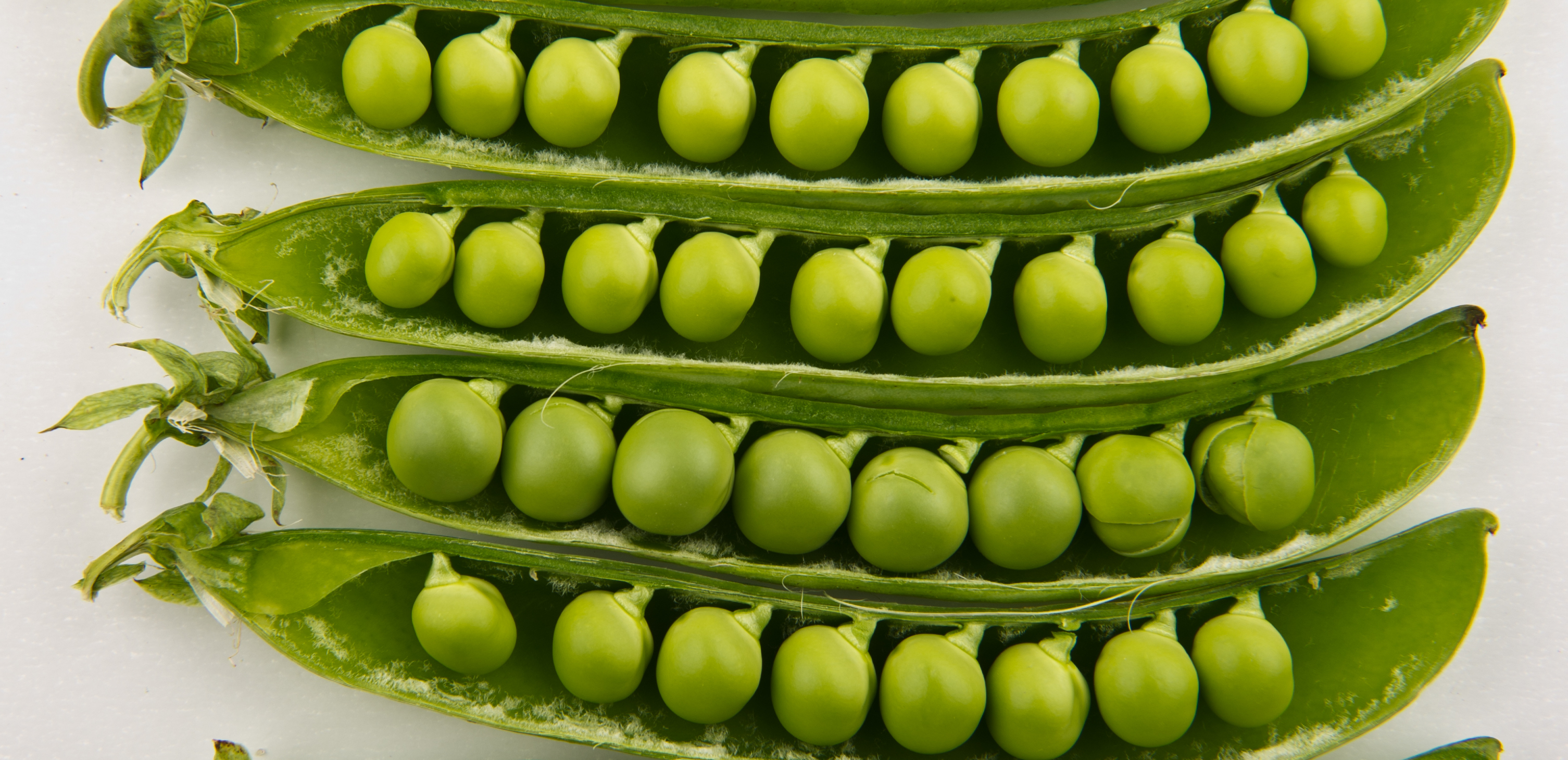 150 years of Mendelian genetics