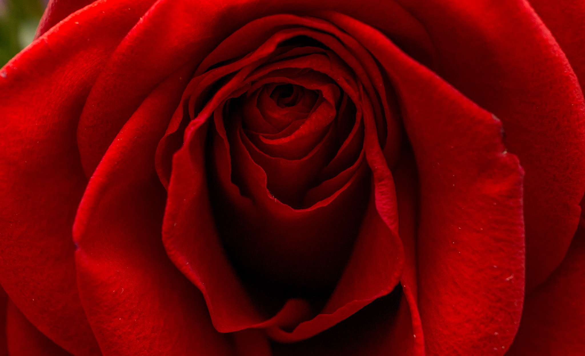 A plant scientist’s Valentine’s Day